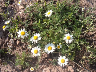 Anthemis carpatica 'Karpatenschnee'