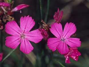 Dianthus carthusianorum