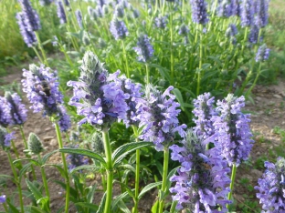 Nepeta nervosa