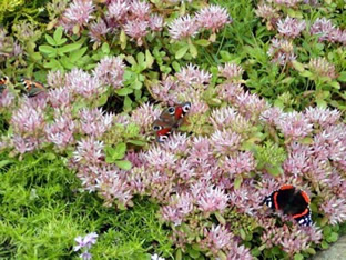 Sedum spurium