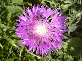 Centaurea dealbata