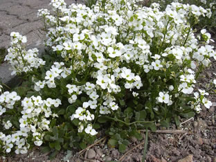 Arabis caucasica 'Compacta Schneeball'