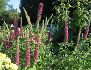 Teucrium hyrcanicum