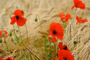 Papaver rhoeas