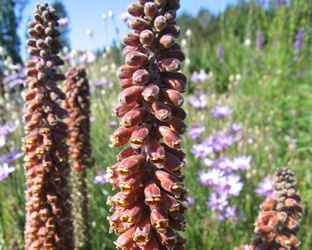 Digitalis parviflora