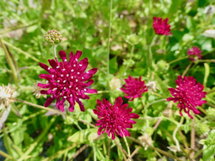 Knautia macedonica