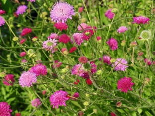 Knautia macedonica 'Melton Pastels'