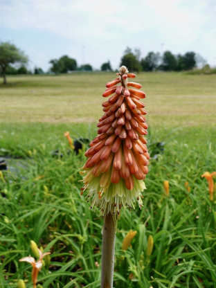 Kniphofia uvaria 'Grandiflora'