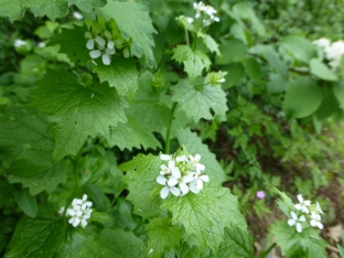 Alliaria petiolata