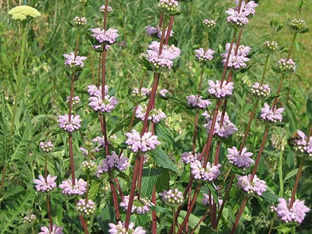 Phlomis tuberosa