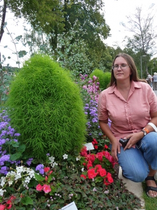 Kochia scoparia 'Childsii'