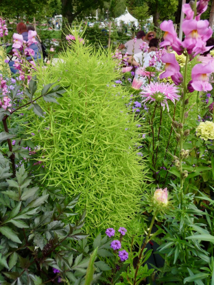 Kochia scoparia 'Childsii'