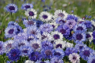 Centaurea cyanus 'Classic Fantastic'