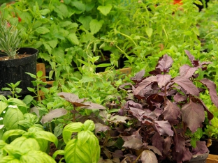 Nasturtium officinale