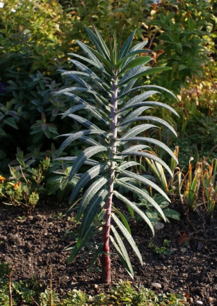 Euphorbia lathyris