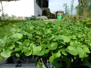 Dichondra repens