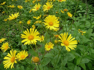 Doronicum pardalianches