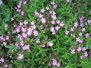 Saponaria ocymoides