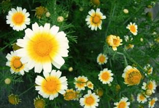 Chrysanthemum coronarium var. discolor