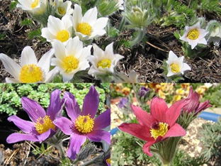 Pulsatilla vulgaris (Mischung)