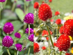 Gomphrena globosa
