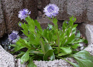 Globularia punctata