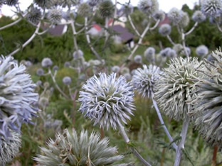 Echinops sphaerocephalus