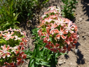 Lychnis chalcedonica 'Carnea'