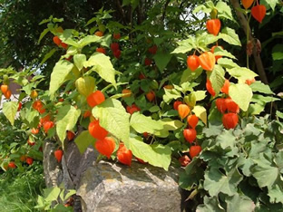 Physalis alkekengi  var. franchettii 'Zwerg'