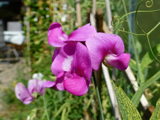 Lathyrus latifolius 'Perlenmischung'