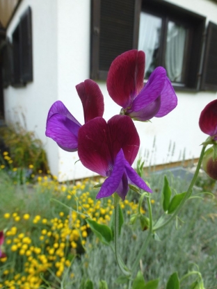 Lathyrus odoratus 'Grandiflora Cupani'