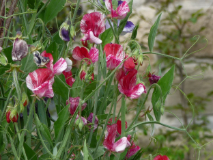 Lathyrus odoratus 'Grandiflora America'