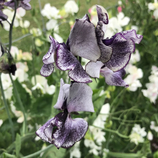 Lathyrus odoratus 'Spencer Nimbus'