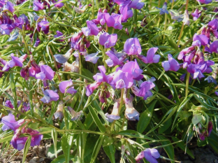 Lathyrus vernus