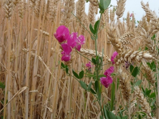 Lathyrus tuberosus