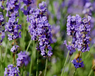 Lavandula angustifolia