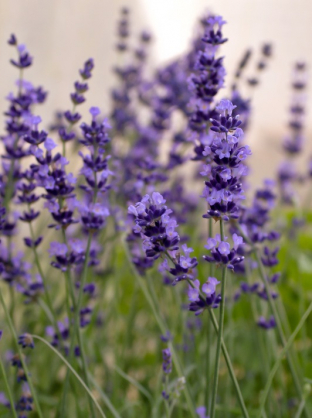 Lavandula angustifolia 'Hidcote Blue Strain'