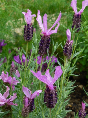 Lavandula stoechas