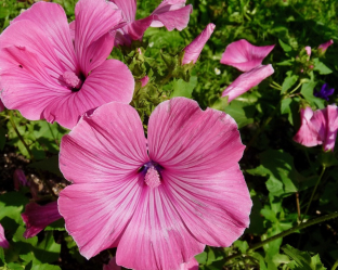 Lavatera trimestris 'Silver Cup'