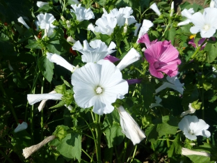 Lavatera trimestris 'Mont Blanc'