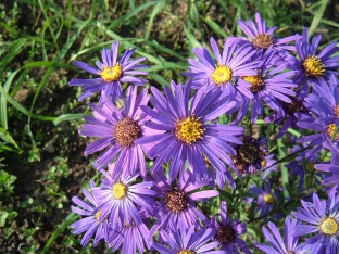 Aster amellus 'Rudolph Goethe'