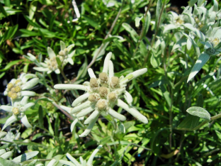 Leontopodium alpinum