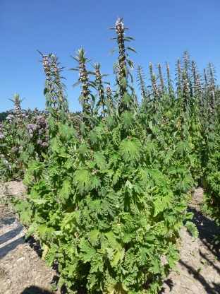 Leonurus cardiaca 'Grobbebol'