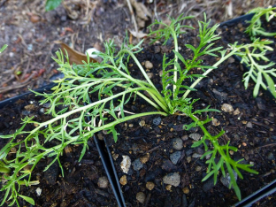 Lepidium meyenii (red)