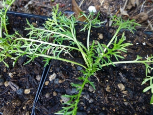 Lepidium meyenii (yellow)