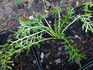 Lepidium meyenii (black)