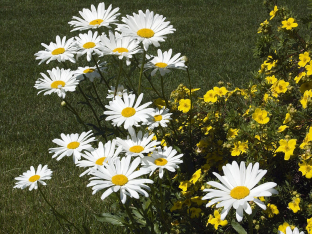 Leucanthemum maximum 'Alaska'