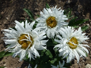 Leucanthemum x superbum 'Crazy Daisy'