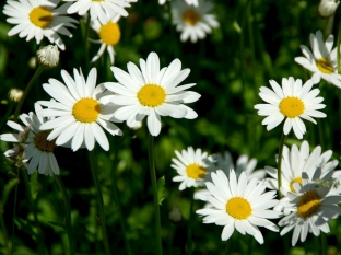 Leucanthemum vulgare