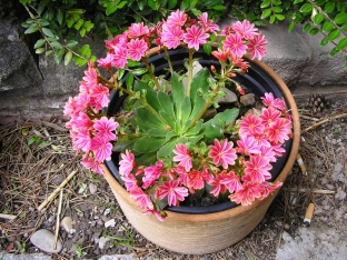 Lewisia cotyledon 'Sunset Strain'